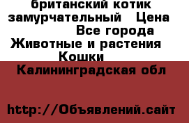 британский котик замурчательный › Цена ­ 12 000 - Все города Животные и растения » Кошки   . Калининградская обл.